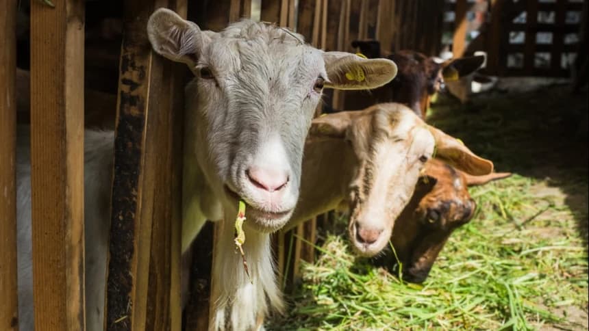 Penyakit Mulut dan Kuku pada Ternak yang terus Meluas Jadi Sorotan