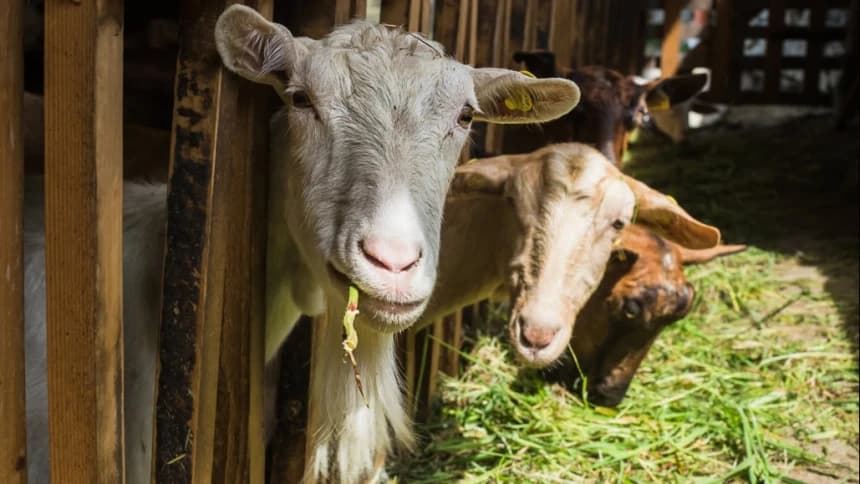 Hukum Menyembelih Hewan hingga Putus Kepala