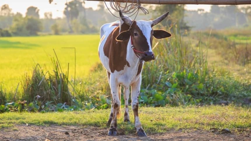 Jelang Idul Adha, Lembaga Bahtsul Masail PBNU Bahas Penyakit Mulut dan Kuku pada Hewan Kurban