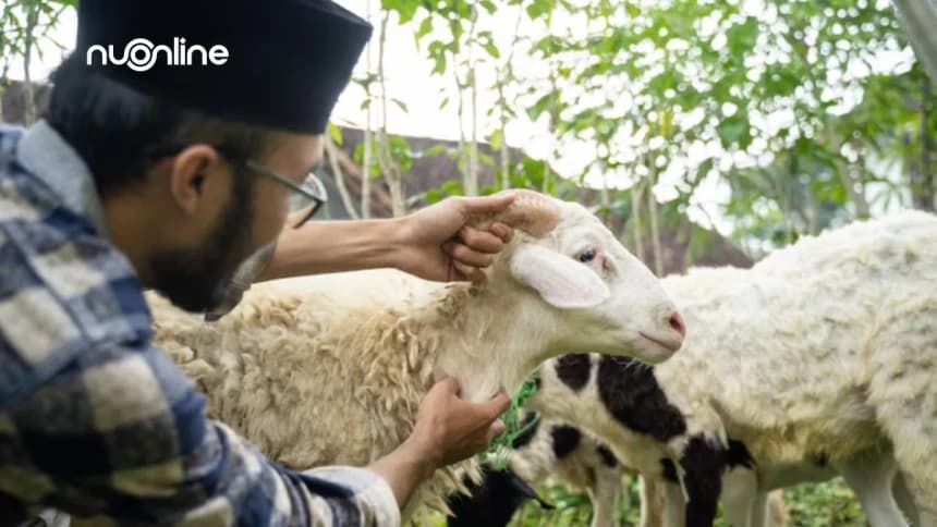 5 Ketentuan Kurban Wajib yang Penting Diketahui 
