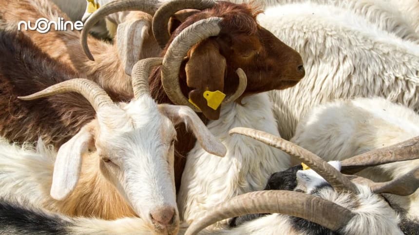 360 Kurban, 360 Berhala: Riwayat Gelap di Balik Idul Adha