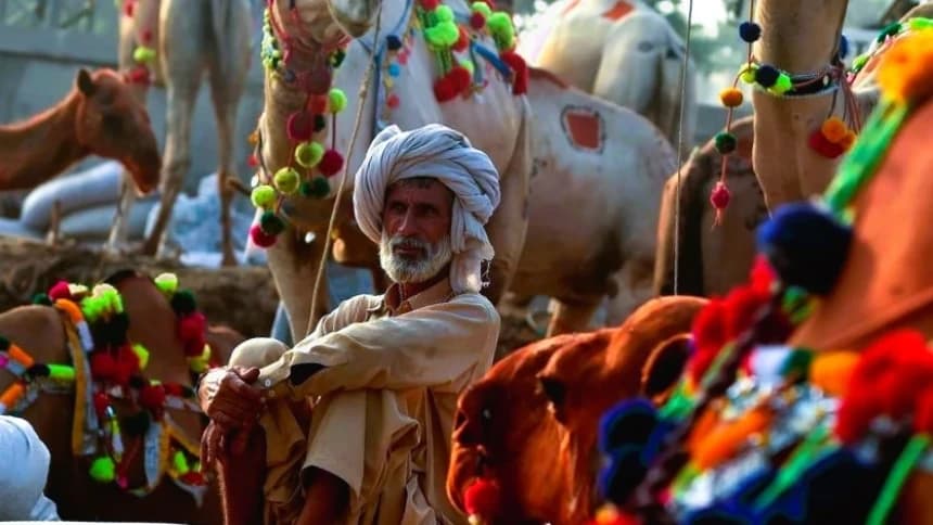 Tradisi Unik Idul Adha di Pakistan, Hewan Kurban Dirias Sebelum Disembelih