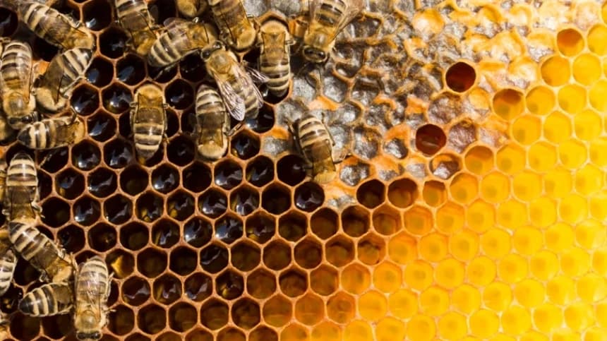 Madu dalam Kisah Isra' Mi'raj, Inspirasi Surgawi Pencegah Stunting