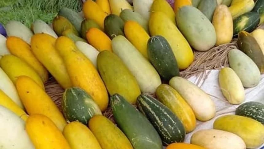 Tak Hanya Cegah Kanker, Ini Dia 7 Manfaat Timun Suri Bagi Kesehatan