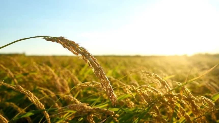 Dampak El Nino, Ketahanan Pangan Bisa Terancam