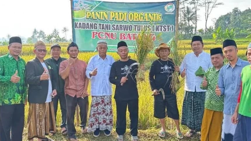 Petani di Bawah Binaan PCNU Batang Berhasil Panen Padi Organik, Pertanian Sehat dan Bebas Kimia Berhasil