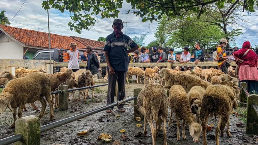 Tips Memilih Hewan Kurban yang Sehat dan Tidak Berpenyakit