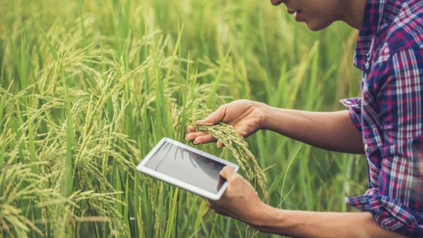 Pengaruhi Harga Panen, Rencana Impor Beras Lukai Para Petani