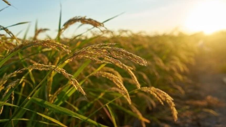 Lembaga Pertanian NU Belanda Bahas Potensi Energi Terbarukan untuk Dukung Pertanian Indonesia