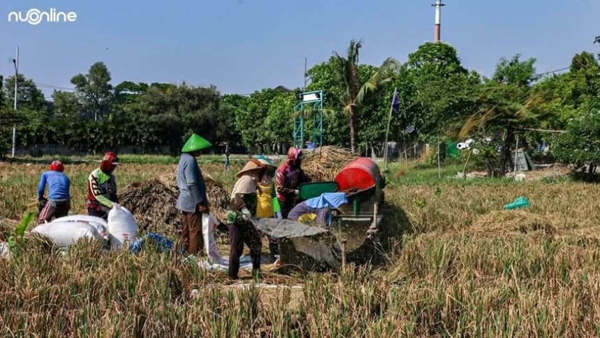 INDEF Sebut Klaim Keberhasilan Sektor Pangan 2025 Lebih karena Faktor Iklim, Bukan Kebijakan