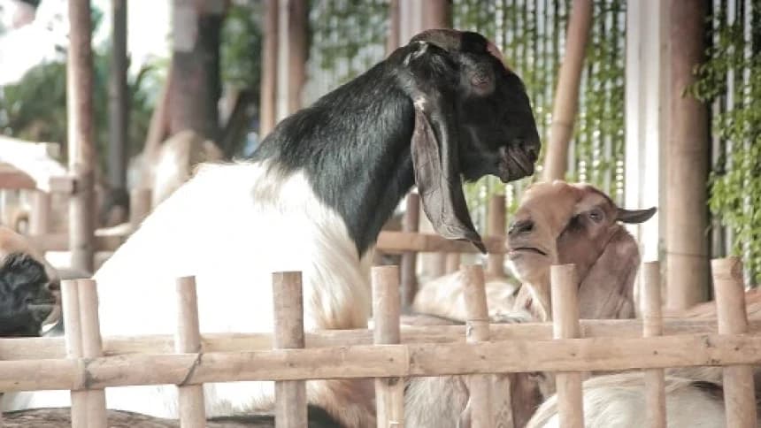 Hukum Kurban dari Orang yang Tidak Shalat dan Puasa