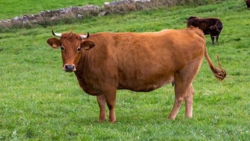 Kampung Terpencil dan Sapi yang Mencurigakan