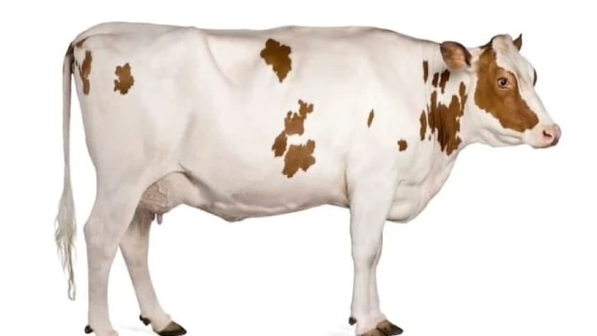 Wabah PMK Sebabkan Harga Hewan Kurban Naik