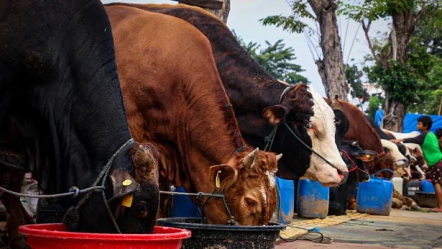 Penyakit Lato-Lato Bisa Menjangkit Sapi Kurban, Kenali Ciri dan Infeksinya