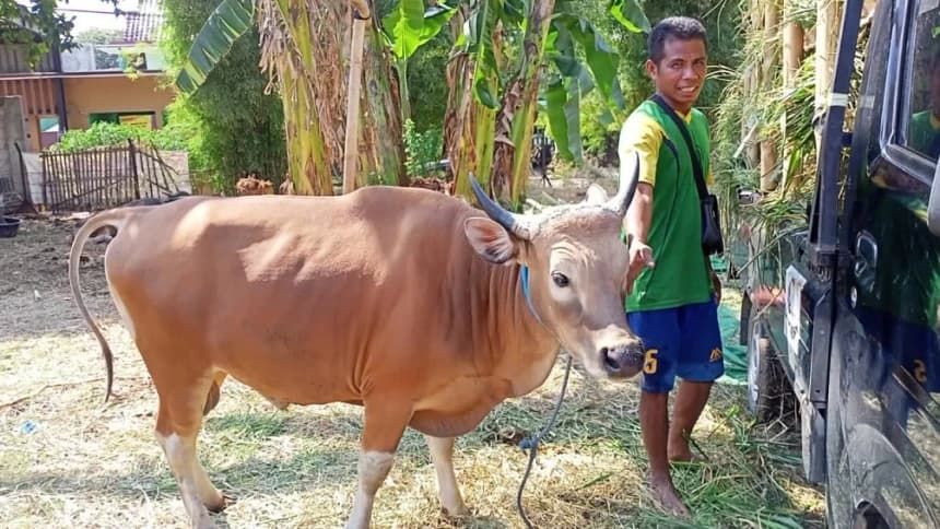Cerita Penjual Sapi Kurban Tak Mampu Penuhi Pesanan di Tengah Wabah PMK