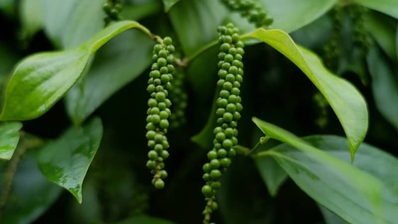 Pola Tanam Wanatani Hasilkan Keanekaragaman dan Ketahanan Alami