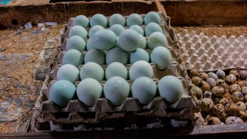 Harga Telur Mahal, Hati-hati! Jangan Tergiur Telur Retak