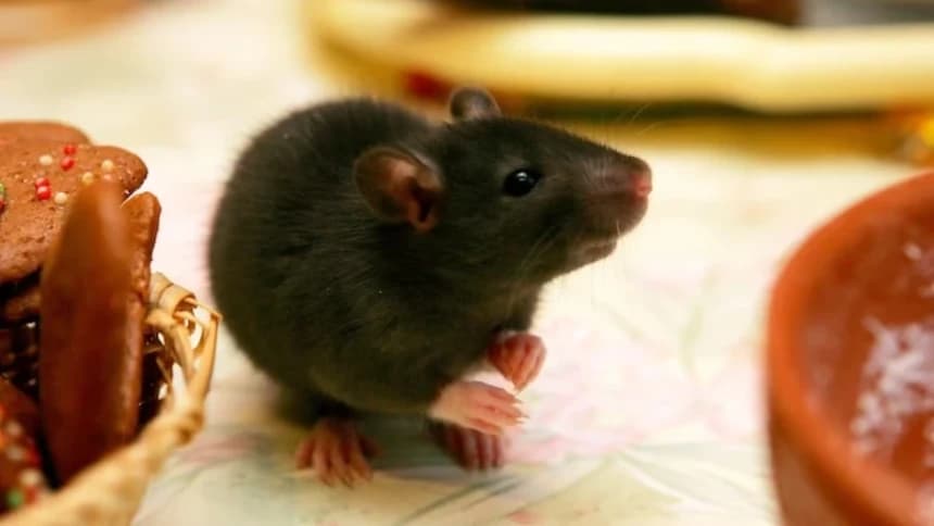 Hukum Membasmi Tikus