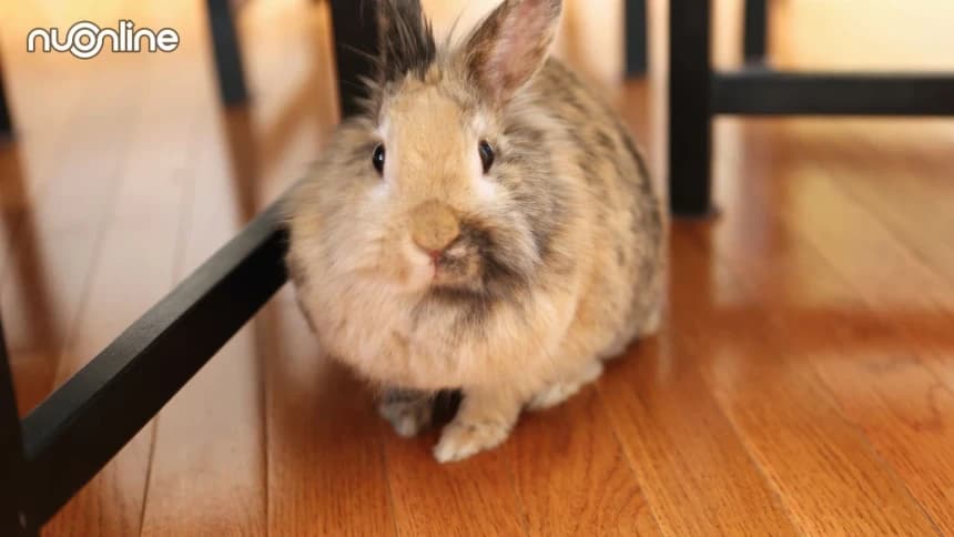 Hukum Melepaskan Peliharaan yang Dapat Mengganggu Tetangga dengan Kotorannya