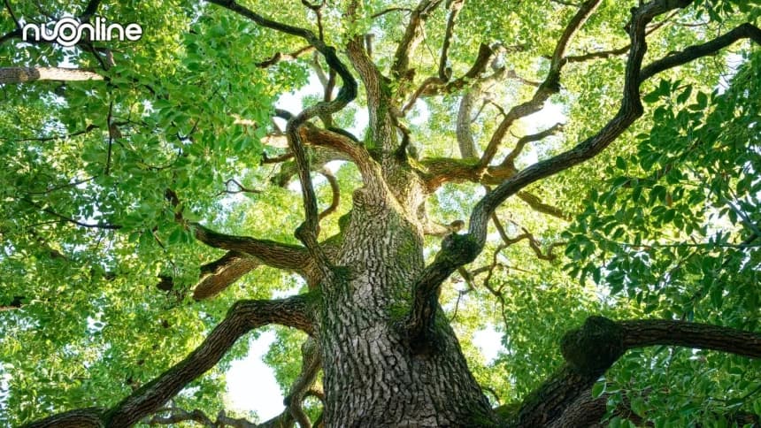 Pohon Kapur Barus Sumatra: Disebut dalam Al-Qur’an dan Hadits, Berkhasiat dan Menjaga Ekosistem