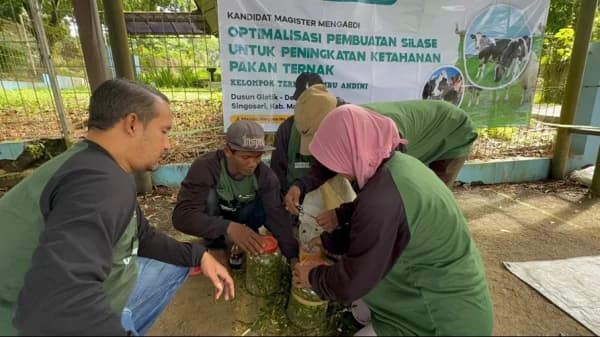 Pembuatan Silase Jadi Solusi Ketahanan Pakan Ternak di Musim Kemarau