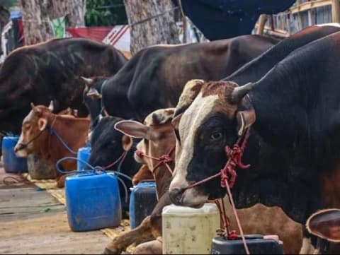 Pisau Jatuh saat Menyembelih Hewan Kurban, Bagaimana Hukumnya?