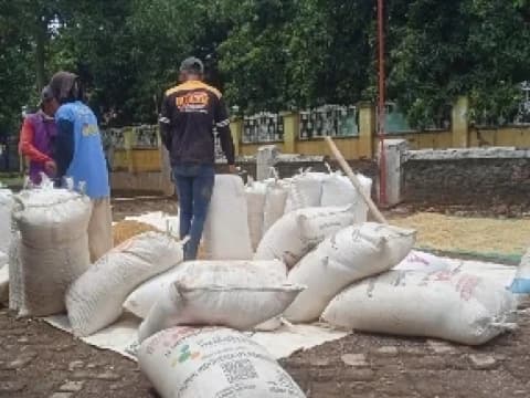 Jeritan Petani Indramayu di Tengah Euforia Panen Raya