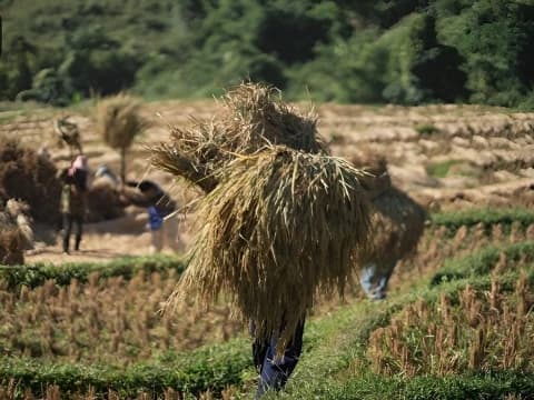 Harga Gabah saat Panen Raya Justru Turun, Guru Besar UGM Ungkap 3 Faktor Penyebabnya