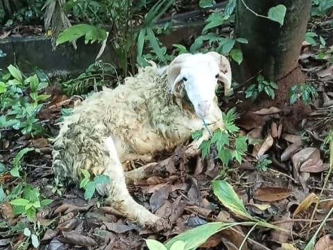 LPBINU Ungkap Cara Mengelola Limbah Kurban agar Ramah Lingkungan