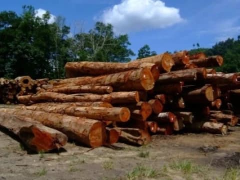 Banjir Sumatra, Negara Harus Audit Izin hingga Moratorium Penebangan Hutan