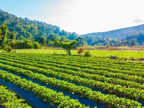 Pemerintah Klaim Hilirisasi Pertanian Akan Serap 1,6 Juta Pekerja