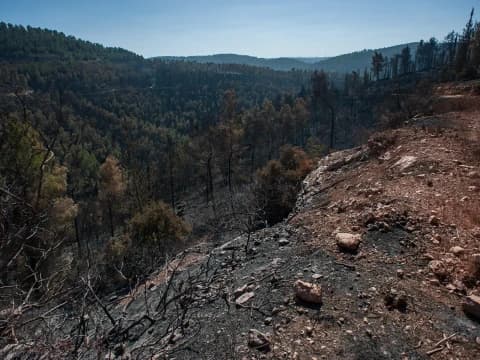 Walhi Sebut Banjir di Pulau Sumatra Akibat Eksploitasi Hutan Sejak Soeharto Jadi Presiden