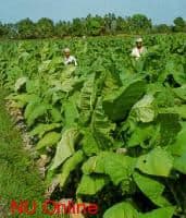 LPBHNU Perbaiki Permohonan Uji Materi Pasal Tembakau