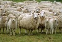 IDB Salurkan Daging Qurban di 23 Negara