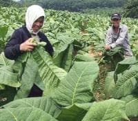 Aksesi FCTC Bencana Besar bagi Petani Tembakau