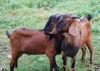 Aqiqah Bayi Lelaki dengan 1 Ekor Kambing?