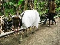 Hukum Tumbal Untuk Tolak Gangguan Makhluk Halus