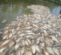 Menangkap Ikan dengan Potas dan Memakannya