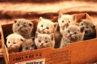 Grand Syekh Al-Azhar Cerita Perempuan Masuk Neraka Karena Kucing