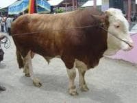 Standar Hewan Layak Qurban