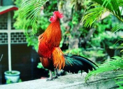 Doa Ketika Dengar Ayam Berkokok