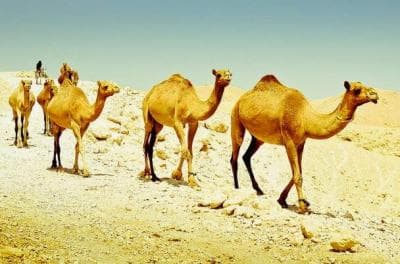 Anjuran Nabi SAW Sebelum Berpergian