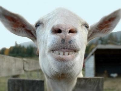 Mengelak Nyolong Kambing