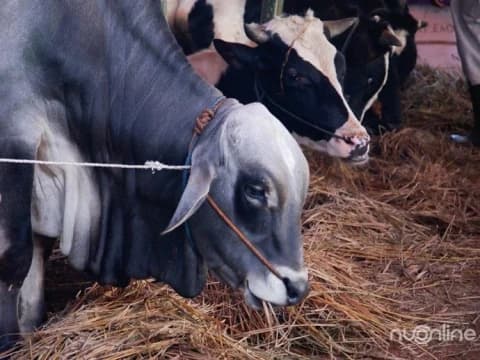 Kurban Online Lintas Negara Dibolehkan, Begini Penjelasannya