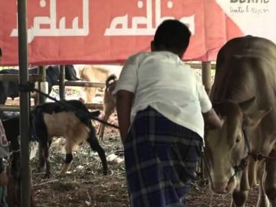 Lebih Baik Kurban Sapi Patungan atau Kambing Sendirian?