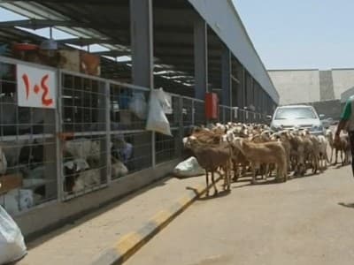 Pasar An’am, Alternatif Jamaah Haji Cari Kambing untuk Bayar Dam