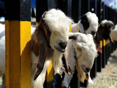 Bolehkah Kurban Satu Kambing secara Patungan?