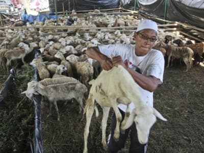 Bolehkah Berkurban dengan Binatang Hamil?