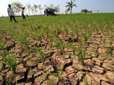 Hektaran Sawah Warga Alami Kekeringan, Ini Langkah NU Serang