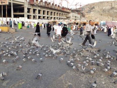'Misi' di Balik Memberi Makan Merpati di Masjidil Haram
